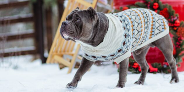 Почему собакам нужна зимняя одежда и как её правильно выбрать