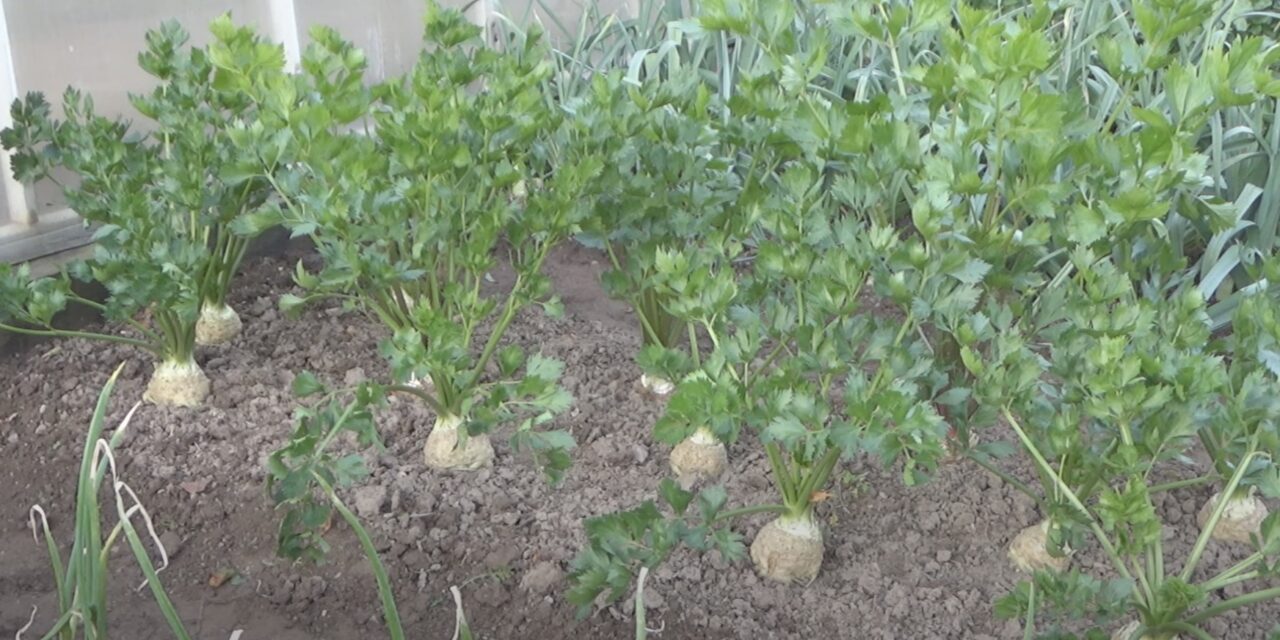 Сельдерей черешковый на рассаду: выращивание из семян в домашних условиях