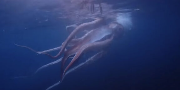 Японские дайверы засняли на видео гигантского кальмара