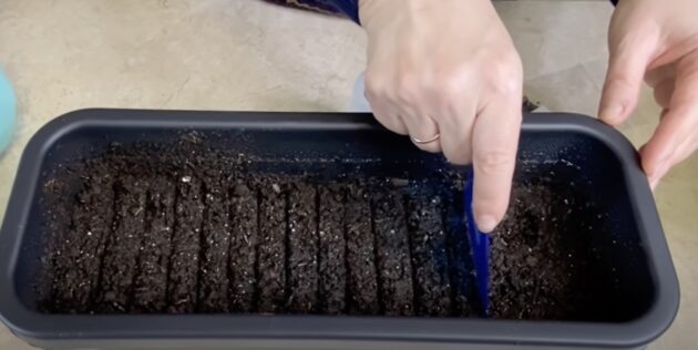 Как сажать лук семенами на рассаду: С помощью линейки или палочки сделайте в почве бороздки глубиной не больше 0,5 см на расстоянии в 1,5 см друг от друга