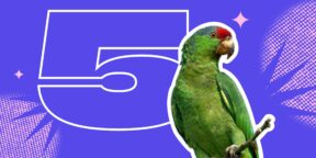 5 фактов о попугаях, которые точно заставят вас удивиться