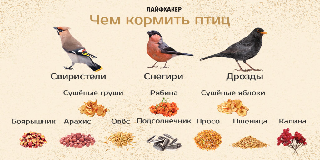 Чем можно кормить птиц