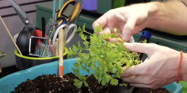 Как ухаживать за рассадой сельдерея: осторожно отделяйте ростки друг от друга