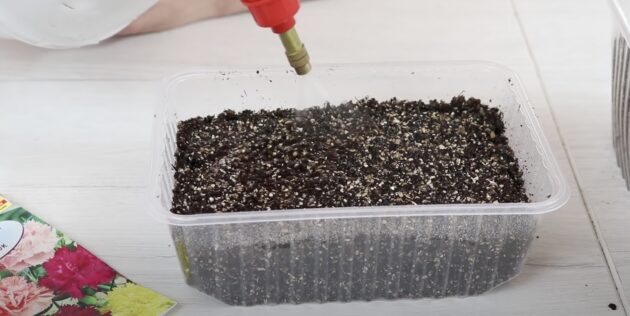 Как сажать гвоздику на рассаду: немного увлажните посевы водой из пульверизатора