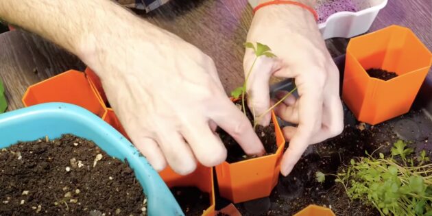 Как ухаживать за рассадой сельдерея: насыпьте грунт вокруг ростка, утрамбовывая его пальцами