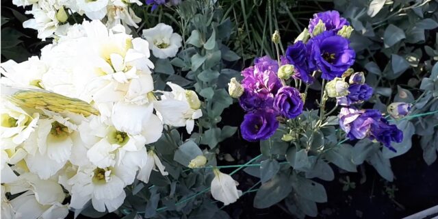 Как правильно сеять эустому на рассаду в домашних условиях и когда и как сажать эустому на рассаду, чтобы насладиться цветением в июне