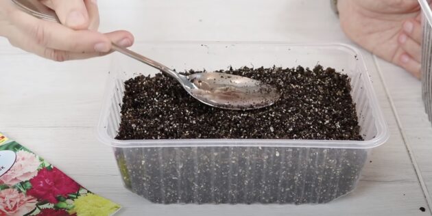 Как сажать гвоздику на рассаду: слегка утрамбуйте почву обычной ложкой