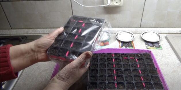 Как сажать баклажаны на рассаду: накройте рассадные ёмкости пищевой плёнкой или оберните прозрачным пакетом