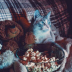 «Чужой» или «Морозко»? Узнайте фильм по кадру с котиком!