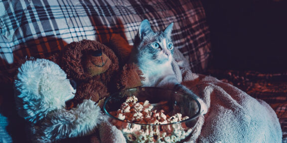 ТЕСТ: «Чужой» или «Морозко»? Узнайте фильм по кадру с котиком!