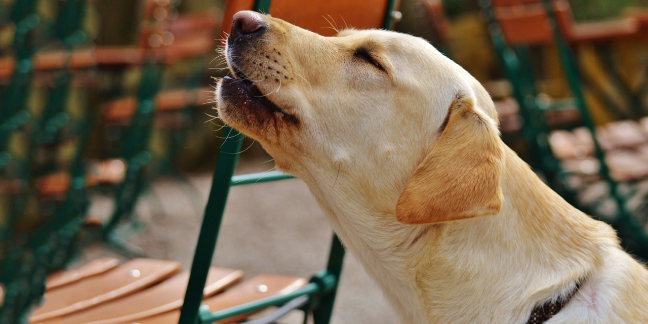 Как помочь собаке, которая воет