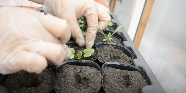 Как сажать виолу на рассаду: поместите корни ростка в отверстие в почве и присыпьте их грунтом, слегка уплотняя его пальцами вокруг стебля
