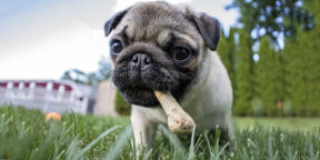 Учёные рассказали, почему щенков можно и нужно кормить объедками со стола и костями