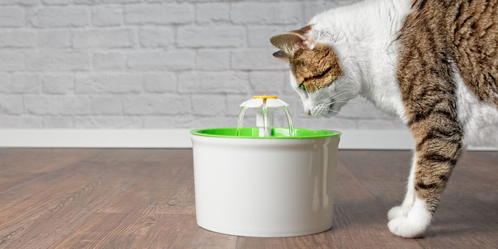 Как создать условия для домашней кошки: организуйте место для питья