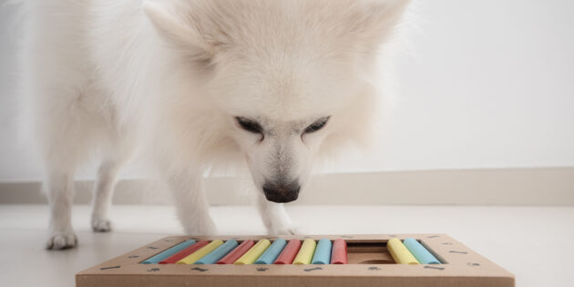 Сепарационная тревога у собак: поможет игрушка-головоломка с угощениями