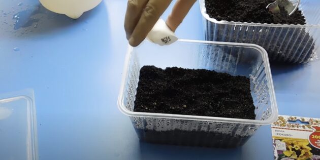 Как сажать виолу на рассаду: равномерно рассыпьте семена по всей поверхности грунта