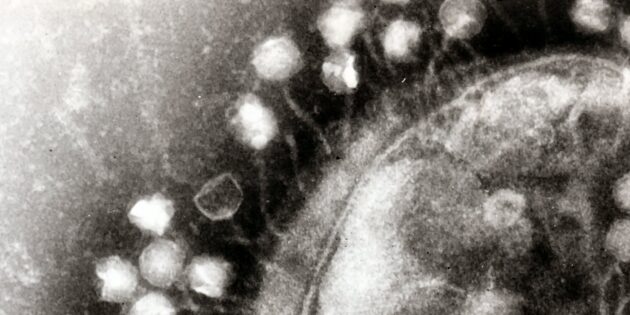 Адсорбция бактериофагов на поверхности бактериальной клетки