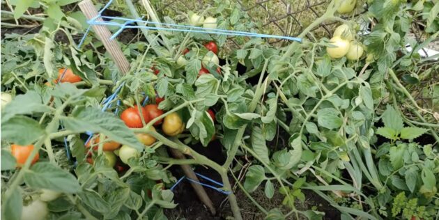 Прежде чем сажать помидоры на рассаду, определитесь с сортом: детерминантные помидоры