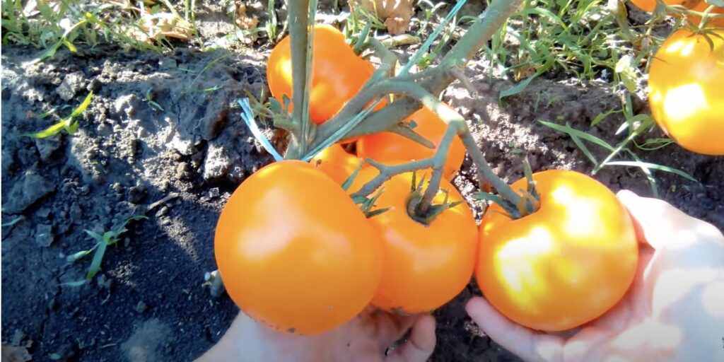 Как сажать помидоры на рассаду