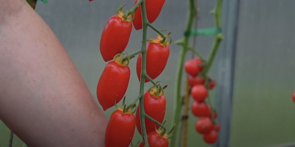 Когда сажать помидоры на рассаду