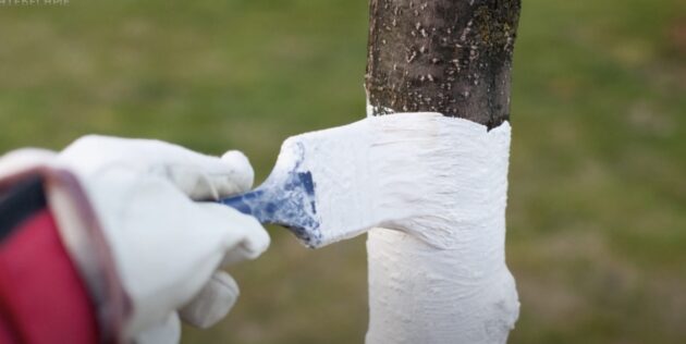 Когда белить деревья и как правильно это делать: приступайте к побелке 