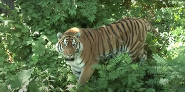 Тигр в Уссурийском заповеднике России