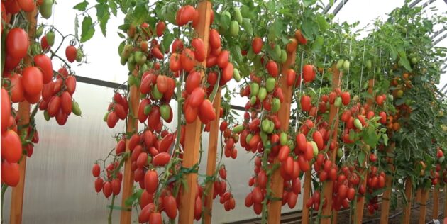 Прежде чем сеять помидоры на рассаду, определитесь с сортом: индетерминантные помидоры