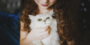 Сегодня День кошек — в Сети делятся фотографиями питомцев. Покажите и вы своих