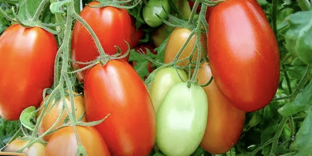 Как сеять помидоры на рассаду