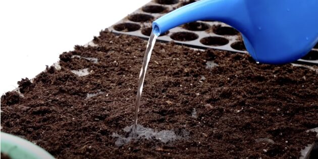 Когда и как сажать белокочанную капусту на рассаду: полейте посевы
