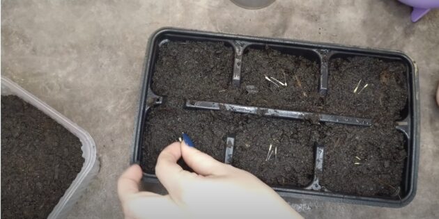 Когда и как сеять бархатцы на рассаду: положите по 2–3 семечка на землю