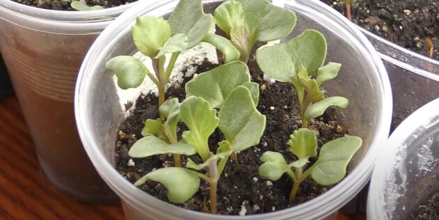 Как, когда сажать капусту на рассаду: подкармливайте капусту