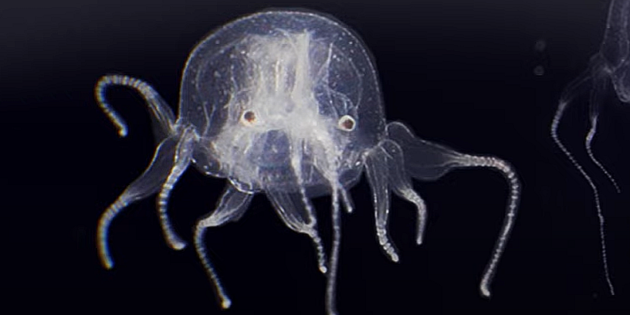 ядовитые медузы