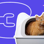 3 способа сделать наполнитель для кошачьего туалета своими руками