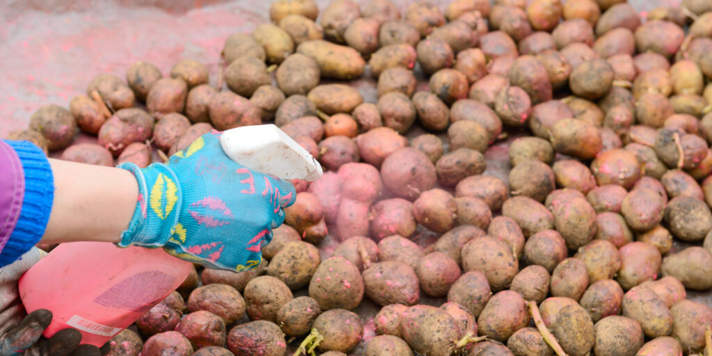 Чем обработать картофель перед посадкой от болезней и вредителей