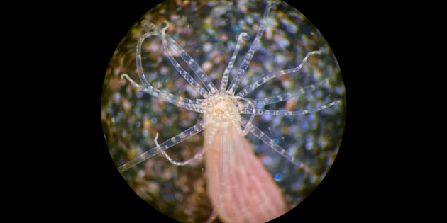 анемоны-звёздочки