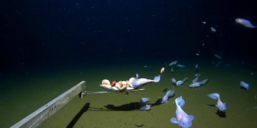 Кто проживает на дне океана: учёные засняли рыбу на рекордной глубине 8 336 метров