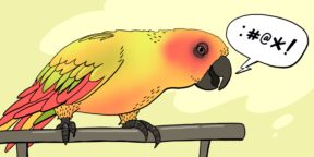 Попка не дурак! Как научить попугая разговаривать