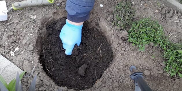 Когда и как сажать пионы: засыпьте яму компостом