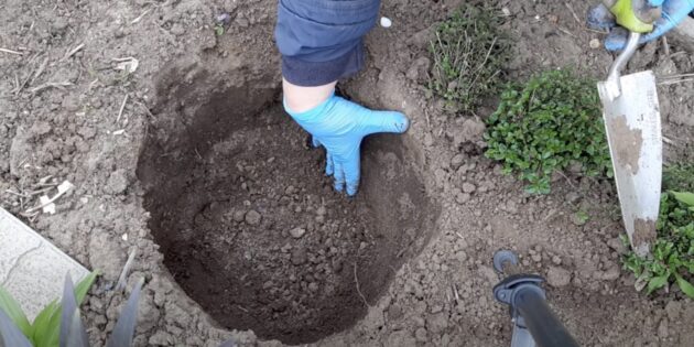 Когда и как посадить пионы: выкопайте яму
