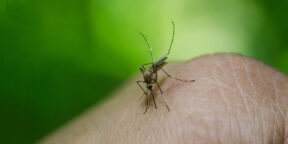 Учёные придумали надёжное натуральное средство от комаров