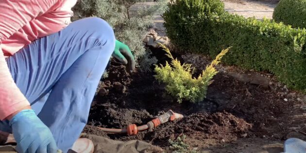 Как посадить можжевельник: обильно увлажните почву