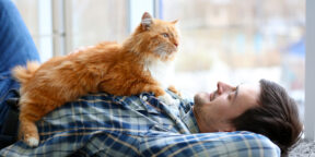 7 популярных мифов об уходе за кошками