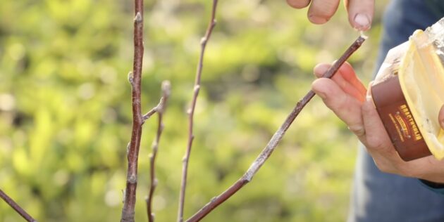 Как привить грушу: замажьте срез черенка садовым варом