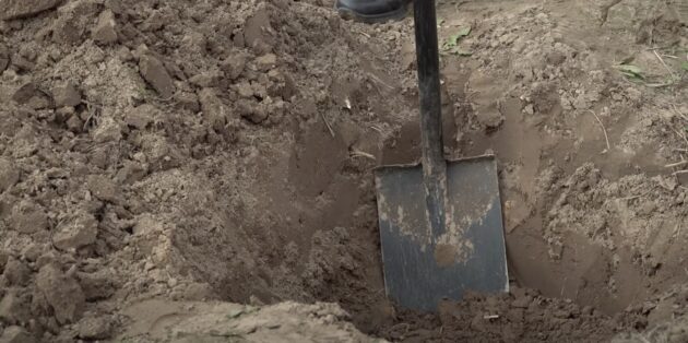 Когда и как сажать абрикос: выкопайте яму