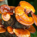 Могут ли грибы рейши продлить жизнь и вылечить болезни