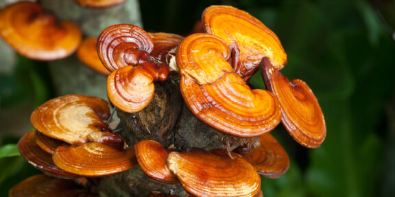 Могут ли грибы рейши продлить жизнь и вылечить болезни