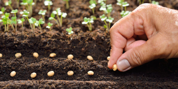 Как вырастить фасоль: подробная инструкция, с которой всё получится