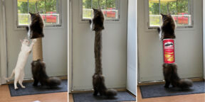 В корсете и на пружине: в Сети фотошопят длинного бритого кота