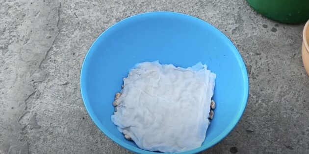 Когда и как сажать фасоль: оставьте бобы в воде на сутки